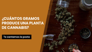 Cuantos gr produce una planta de cannabis