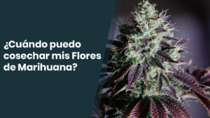 Cuando cosechar las flores de marihuana