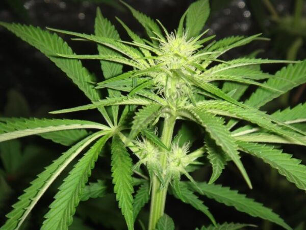 Pre-flora del cannabis