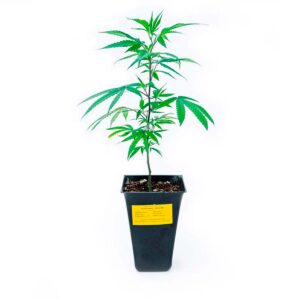 Esquejes y plantines de Cannabis
