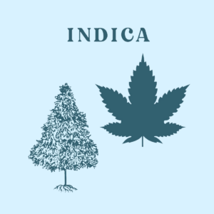 Indica semillas