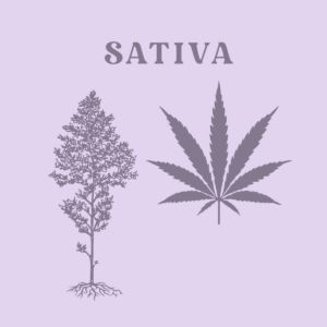 Sativa semillas