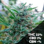 9001 x3 – Kame Seeds – Semillas Fotoperiódicas Fem