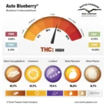Blueberry Auto x3 – Dutch Passion – Semillas - Imagen 2