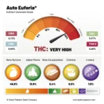 Euforia Auto x3 – Dutch Passion – Semillas - Imagen 2