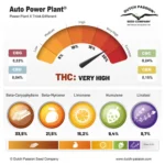 Power Plant Auto x3 – Dutch Passion – Semillas - Imagen 2