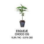 Esqueje choco g - og kush x blueberry x skunk (solo retiro por el local)