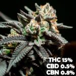 Choco OG x3 – 1439 Criadores – Semillas Fotoperiódicas Fem
