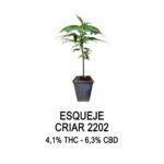 Esqueje criar 2202 - sour diesel cbd x sour diesel cbd (solo retiro por el local)
