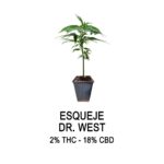 Esqueje Dr.West (solo retiro por el local)