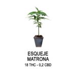 Esqueje legal matrona (solo retiro por local)
