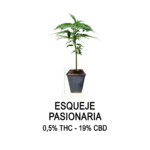 Esqueje PASIONARIA (solo retiro por el local)