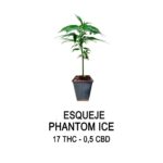 Esqueje phantom ice (solo retiro por local)