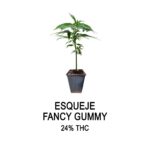 Esqueje fancy gummy (solo retiro por el local)