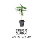 Esqueje GUARANI (solo retiro por el local)