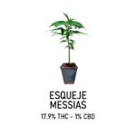 Esqueje messias (solo retiro en el local)