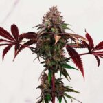 Plantin Legal Phantom ice (solo retiro por local) - Imagen 4