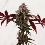 Esqueje phantom ice (solo retiro por local) - Imagen 4
