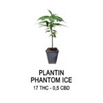 Plantin Legal Phantom ice (solo retiro por local)