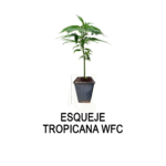 Esqueje TROPICANA WFC (solo retiro por el local)