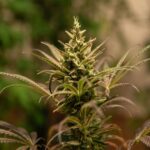 Ananda 001 x3 – Anandamida Organics – Semillas Fotoperiódicas Fem - Imagen 3