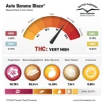 Banana Blaze Auto x3 – Dutch Passion – Semillas - Imagen 2