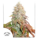 Banana Blaze Auto x3 – Dutch Passion – Semillas