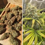 Banana Blaze Auto x3 – Dutch Passion – Semillas - Imagen 3