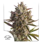 Blueberry Auto x3 – Dutch Passion – Semillas