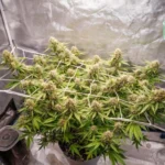 Blueberry Auto x3 – Dutch Passion – Semillas - Imagen 3