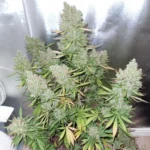 Blueberry Auto x3 – Dutch Passion – Semillas - Imagen 4