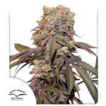 Candy Bubatz XL Auto x3 – Dutch Passion – Semillas