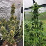 Candy Bubatz XL Auto x3 – Dutch Passion – Semillas - Imagen 2