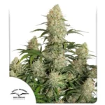 Critical Orange Punch Auto x3 – Dutch Passion – Semillas