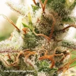 Critical Orange Punch Auto x3 – Dutch Passion – Semillas - Imagen 3