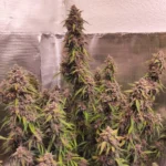 Desfrán Auto x3 – Dutch Passion – Semillas - Imagen 3
