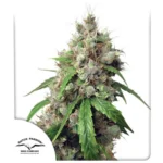 Euforia Auto x3 – Dutch Passion – Semillas