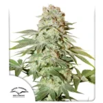 Power Plant Auto x3 – Dutch Passion – Semillas