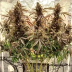 Power Plant Auto x3 – Dutch Passion – Semillas - Imagen 3