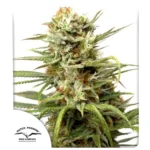 White Widow Auto x3 – Dutch Passion – Semillas