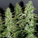 White Widow Auto x3 – Dutch Passion – Semillas - Imagen 3