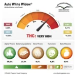 White Widow Auto x3 – Dutch Passion – Semillas - Imagen 2