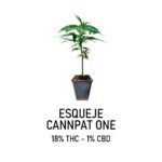 Esqueje cannpat one (solo retiro por el local)