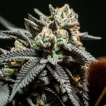 Choco OG x3 – 1439 Criadores – Semillas Fotoperiódicas Fem - Imagen 3