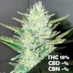 Craig x4 – Yeruti Seeds – Semillas Fotoperiódicas Fem - Imagen 2