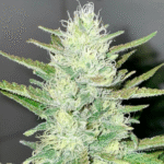 Esqueje craig - destroyer x skunk#1 (solo retiro por el local) - Imagen 2