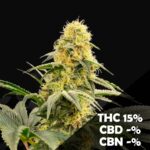 Egypto x3 – Indian Seeds – Semillas Fotoperiódicas Fem