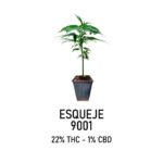 Esqueje 9001 (solo retiro en el local)
