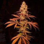 Esqueje legal matrona (solo retiro por local) - Imagen 3