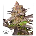Melonade Runtz Auto x3 – Dutch Passion – Semillas